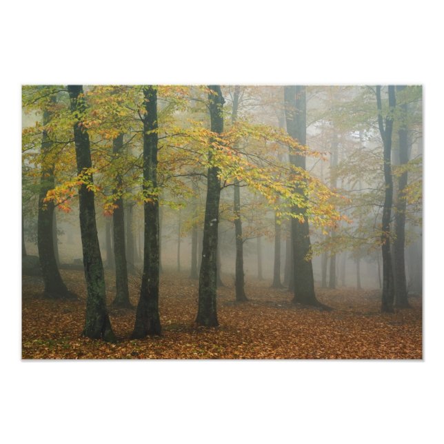 Höstvy av dimmig skog, Grandfather 3 Fototryck (Framsidan)