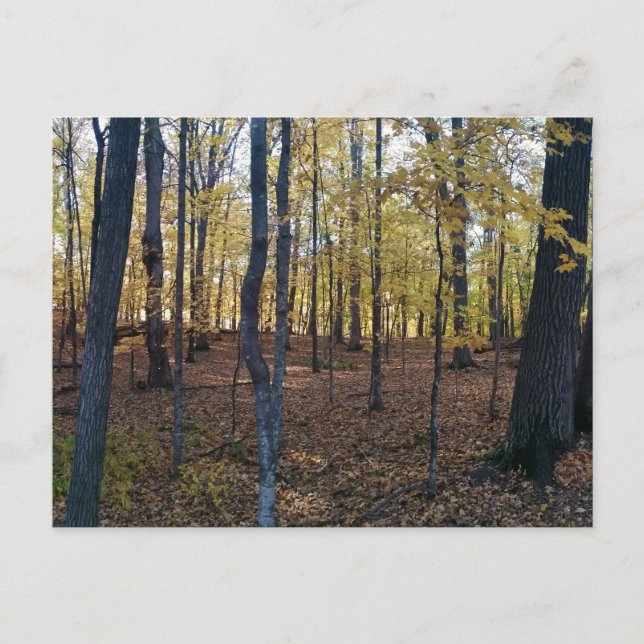 Höstvykort för gult vykort (Framsida)