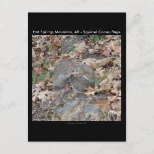 Hot Springs Mountain, AR Ekorre Kamouflagepresente Vykort