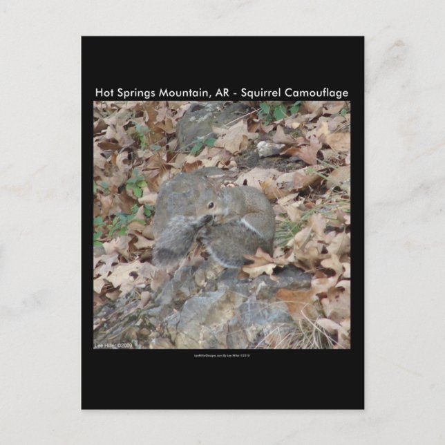 Hot Springs Mountain, AR Ekorre Kamouflagepresente Vykort (Framsida)