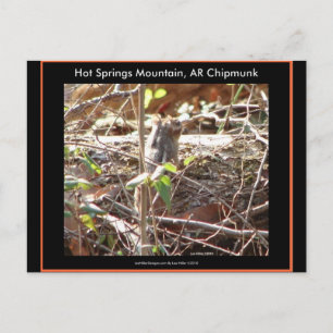 Hot Springs Mountain, Arkansas Ekorrar Presentar Vykort