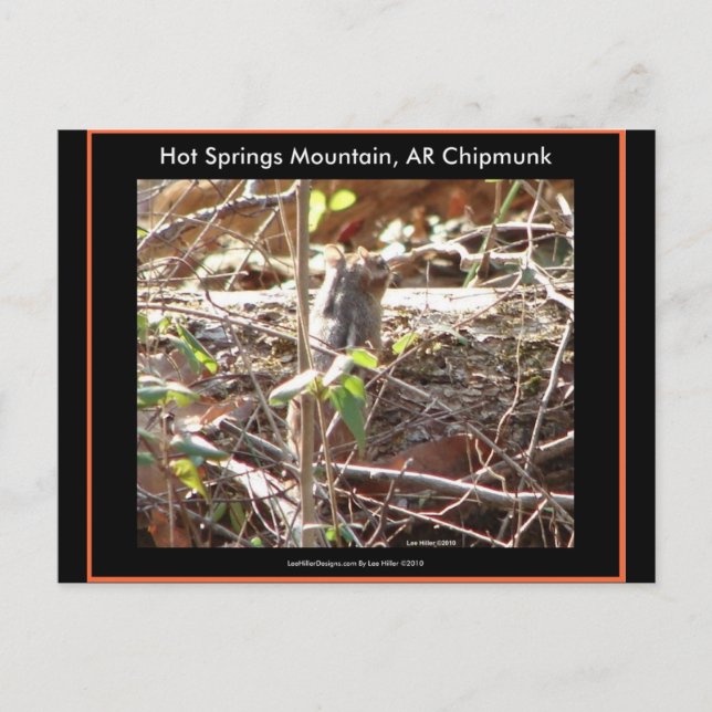 Hot Springs Mountain, Arkansas Ekorrar Presentar Vykort (Framsida)