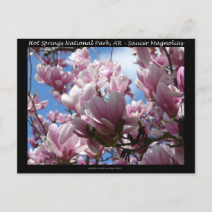 Hot Springs National Park AR Fatburks Magnolia Pre Vykort