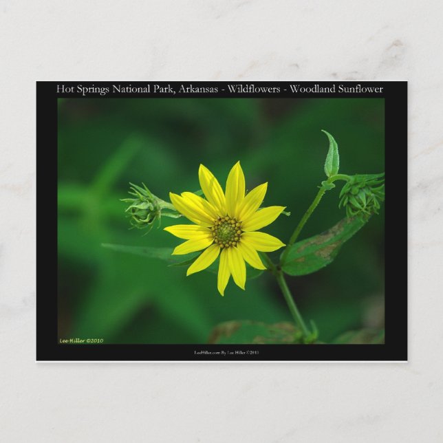 Hot Springs National Park Woodland Sunflower-prese Vykort (Framsida)