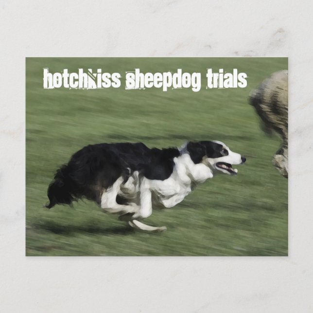 Hotchkiss Sheepdog Trials vykort (Framsida)