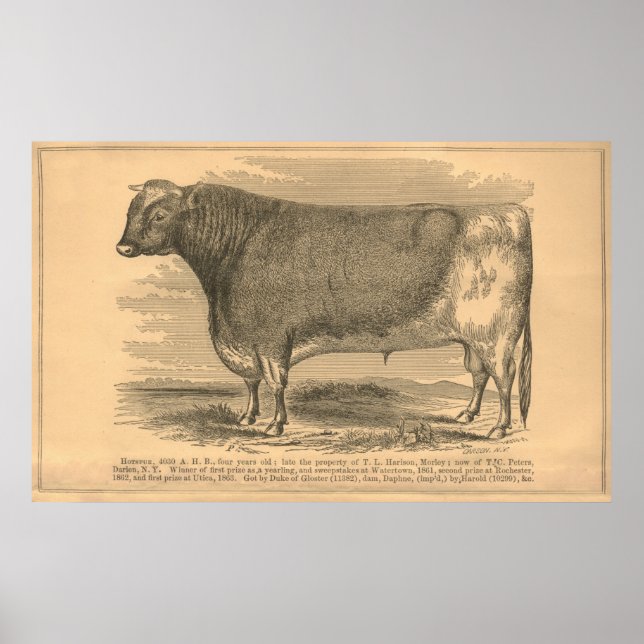 Hotspur, förstapriset Bull i Utica, 1863 Poster (Framsidan)