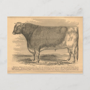 Hotspur, förstapriset Bull i Utica, 1863 Vykort