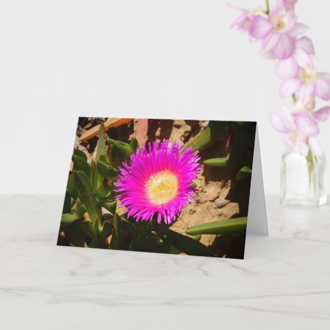 Hottentot Fig Ground Creeping Ice Plant Card Kort (Orkide)