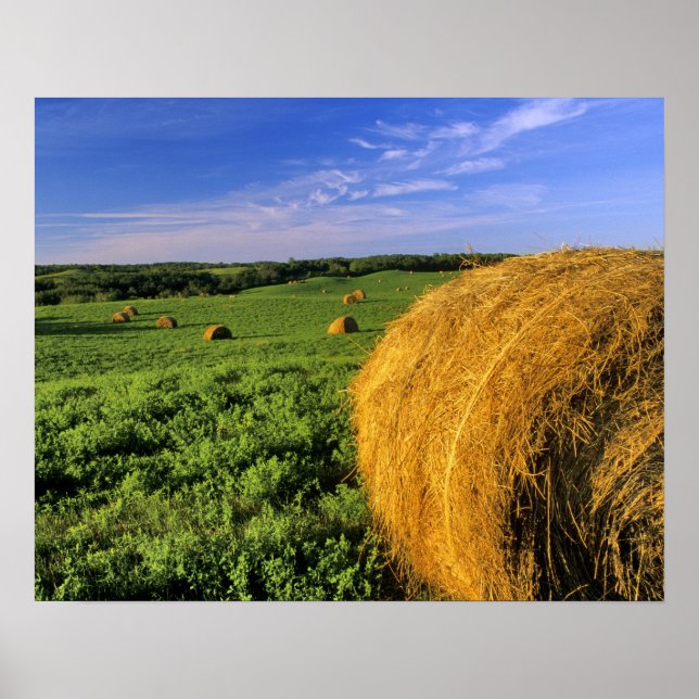 Hötullar nära Bottineau North Dakota Poster (Framsidan)