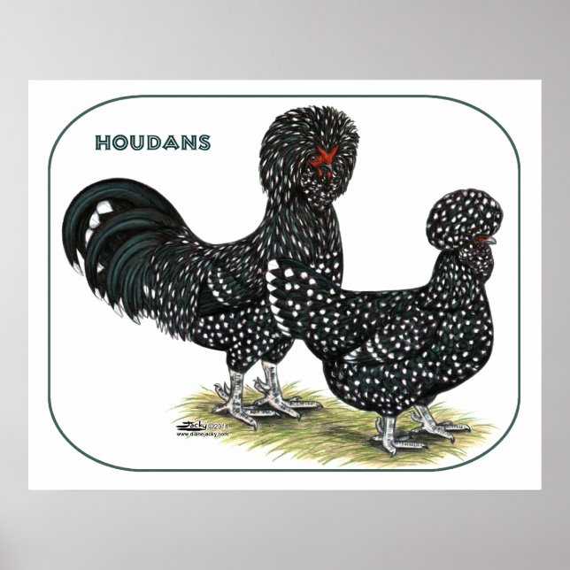 Houdan Chickens Poster (Framsidan)