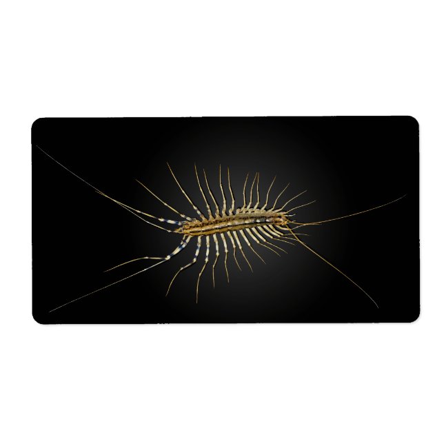 House Centipede Scutigera Coleoptrata Fraktsedel (Framsidan)