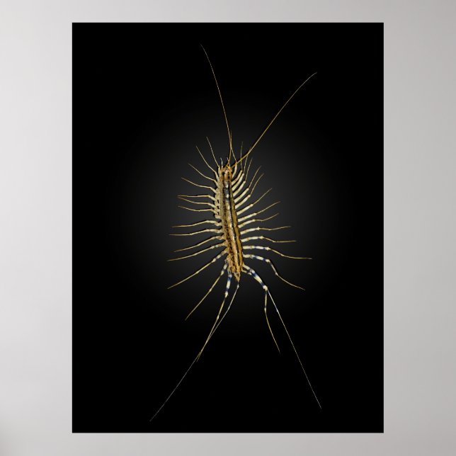 House Centipede Scutigera Coleoptrata Poster (Framsidan)