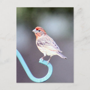 House Finch Bird Photo Vykort