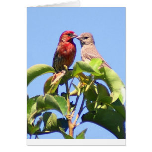 House Finch Couple Hälsningskort