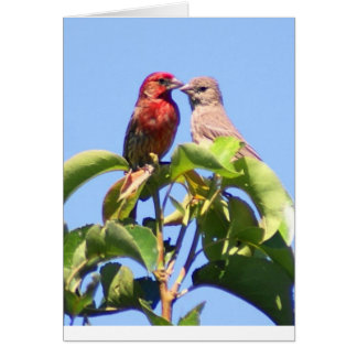 House Finch Couple Hälsningskort