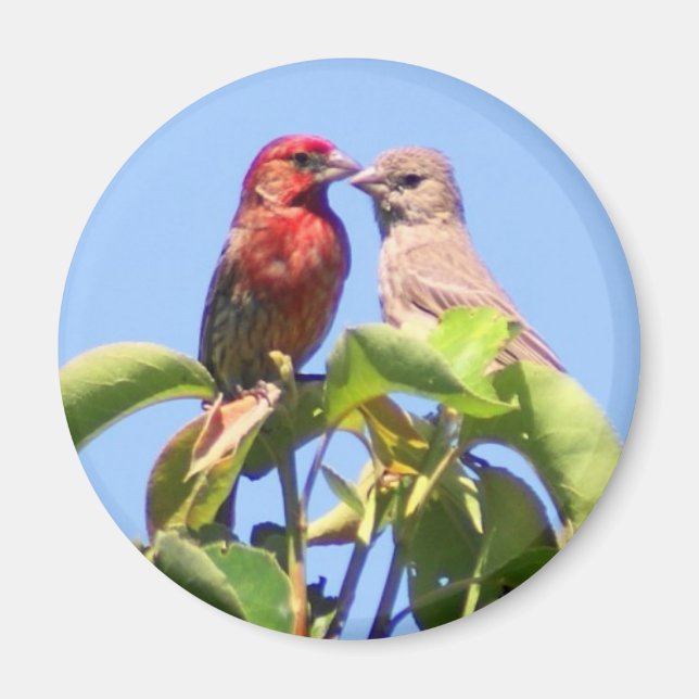 House Finch Couple Magnet (Framsidan)