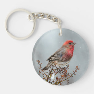 House Finch in Snö - Originalfoto