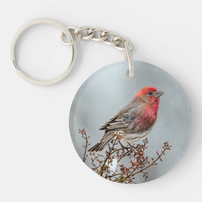 House Finch in Snö - Originalfoto (Framsidan)