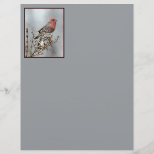House Finch in Snö - Originalfoto
