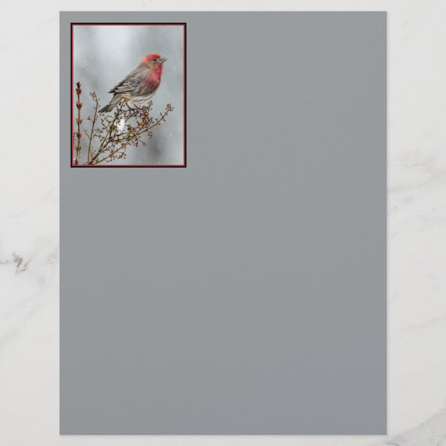 House Finch in Snö - Originalfoto (Framsida)
