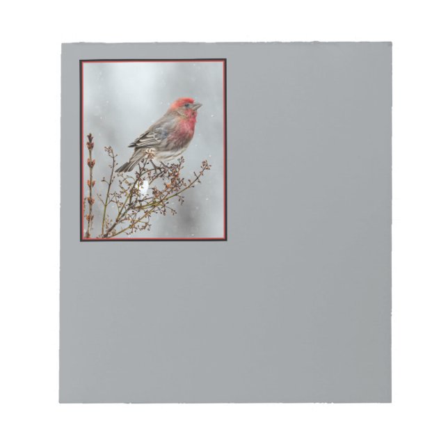 House Finch in Snö - Originalfoto Anteckningsblock (Framsida)