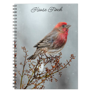 House Finch in Snö - Originalfoto Anteckningsbok