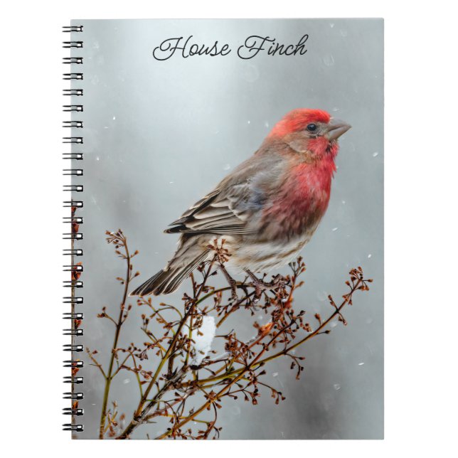 House Finch in Snö - Originalfoto Anteckningsbok (Framsidan)