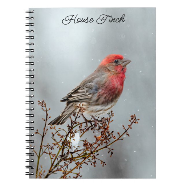 House Finch in Snö - Originalfoto Anteckningsbok (Framsidan)