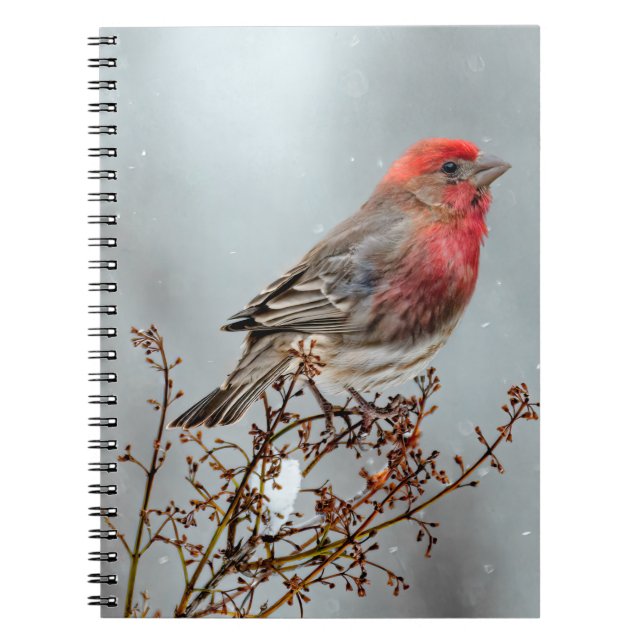 House Finch in Snö - Originalfoto Anteckningsbok (Framsidan)