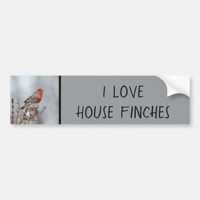 House Finch in Snö - Originalfoto Bildekal (Framsidan)