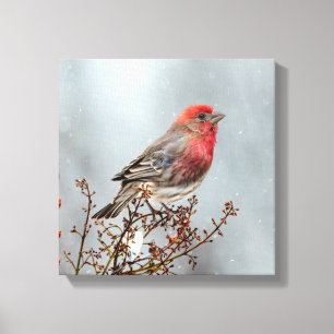 House Finch in Snö - Originalfoto Canvastryck