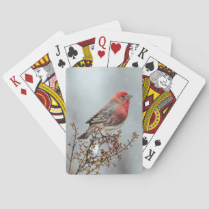 House Finch in Snö - Originalfoto Casinokort