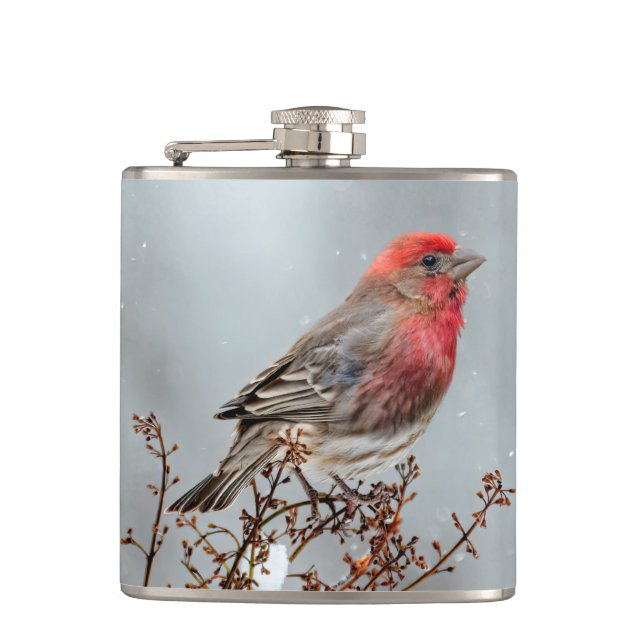 House Finch in Snö - Originalfoto Fickplunta (Framsidan)