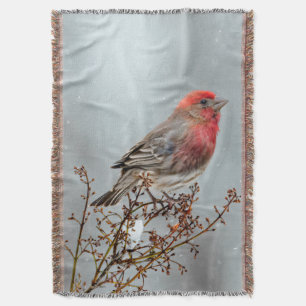 House Finch in Snö - Originalfoto Filt