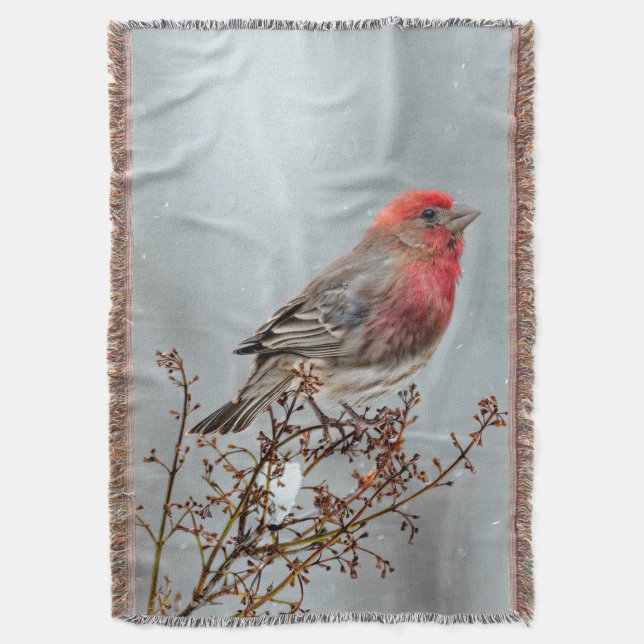 House Finch in Snö - Originalfoto Filt (Framsidan Vertikal)
