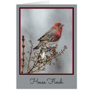 House Finch in Snö - Originalfoto Hälsningskort