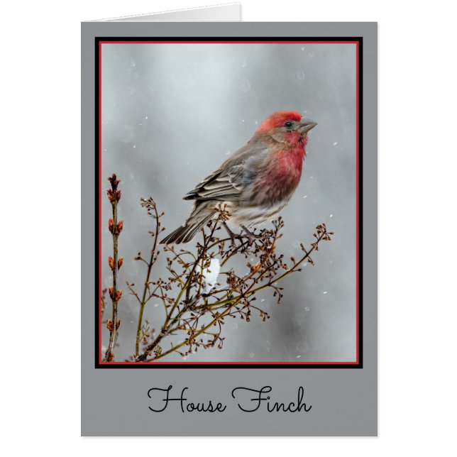 House Finch in Snö - Originalfoto Hälsningskort (Framsidan)