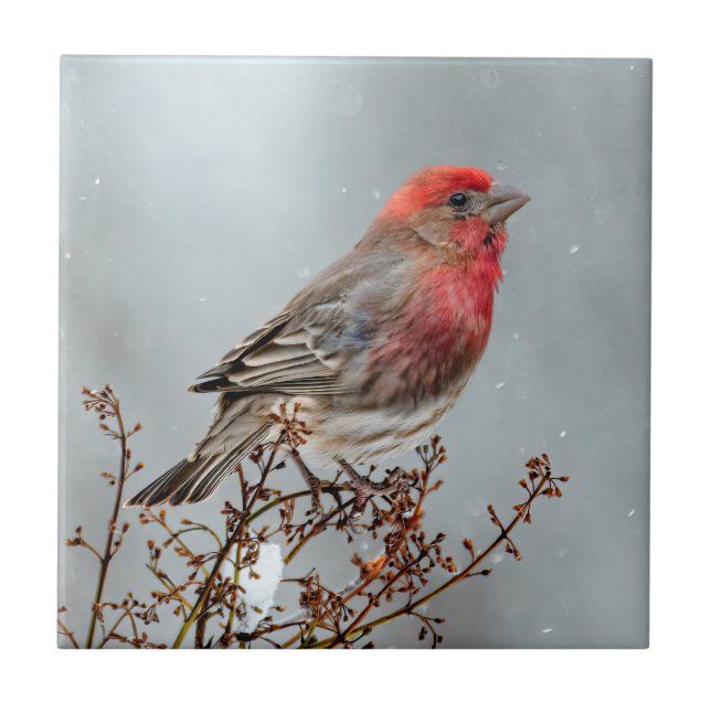 House Finch in Snö - Originalfoto Kakelplatta (Framsidan)