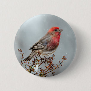 House Finch in Snö - Originalfoto Knapp