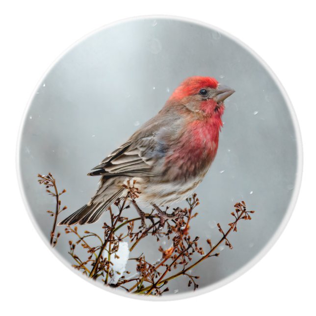 House Finch in Snö - Originalfoto Knopp (Framsidan)