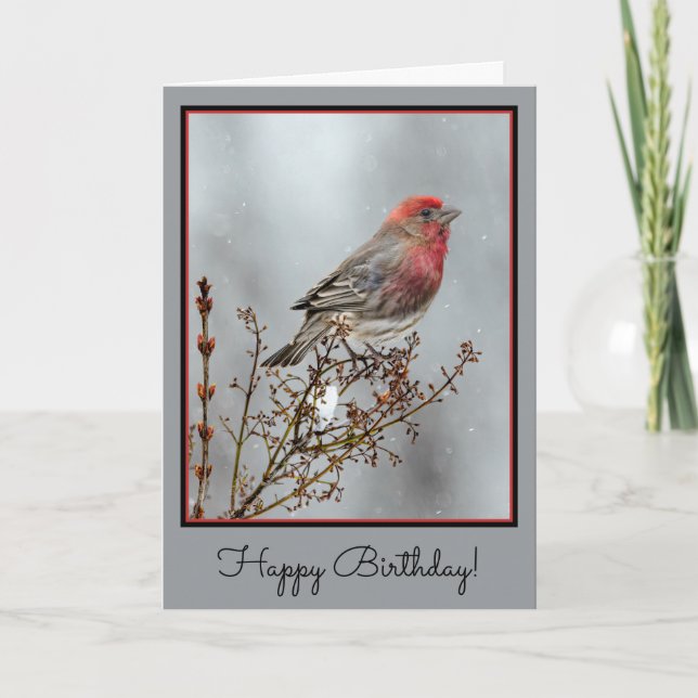 House Finch in Snö - Originalfoto Kort (Framsida)