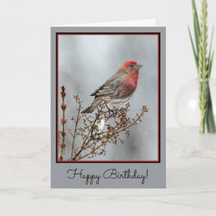 House Finch in Snö - Originalfoto Kort