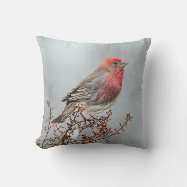 House Finch in Snö - Originalfoto Kudde (Framsida)