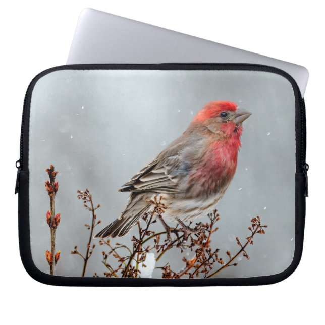 House Finch in Snö - Originalfoto Laptop Fodral (Framsidan)