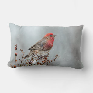 House Finch in Snö - Originalfoto Lumbarkudde