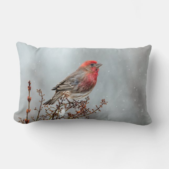 House Finch in Snö - Originalfoto Lumbarkudde (Framsida)