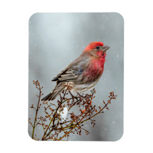 House Finch in Snö - Originalfoto Magnet