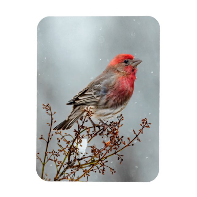 House Finch in Snö - Originalfoto Magnet (Vertikal)