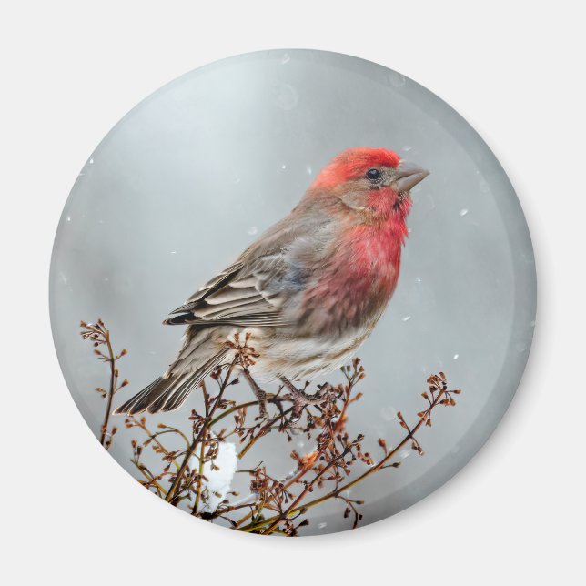 House Finch in Snö - Originalfoto Magnet (Framsidan)