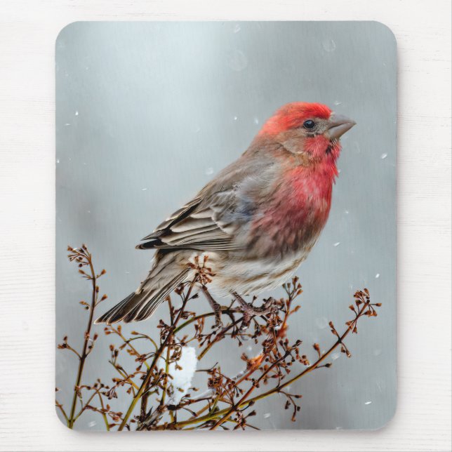 House Finch in Snö - Originalfoto Musmatta (Framsidan)